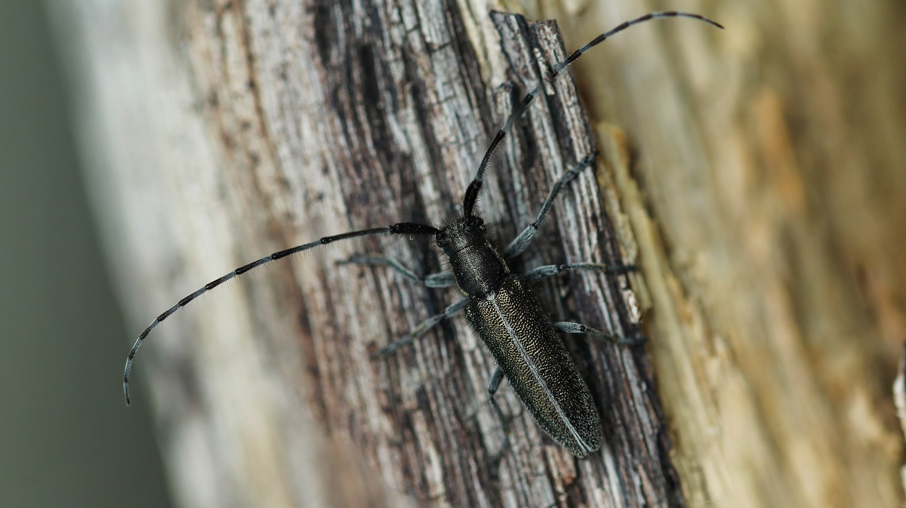 Cerambycidae: Agapanthia cfr. cardui